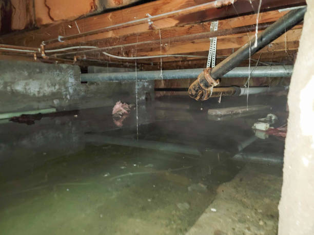 Best Basement water damage restoration  in Woodfin, NC